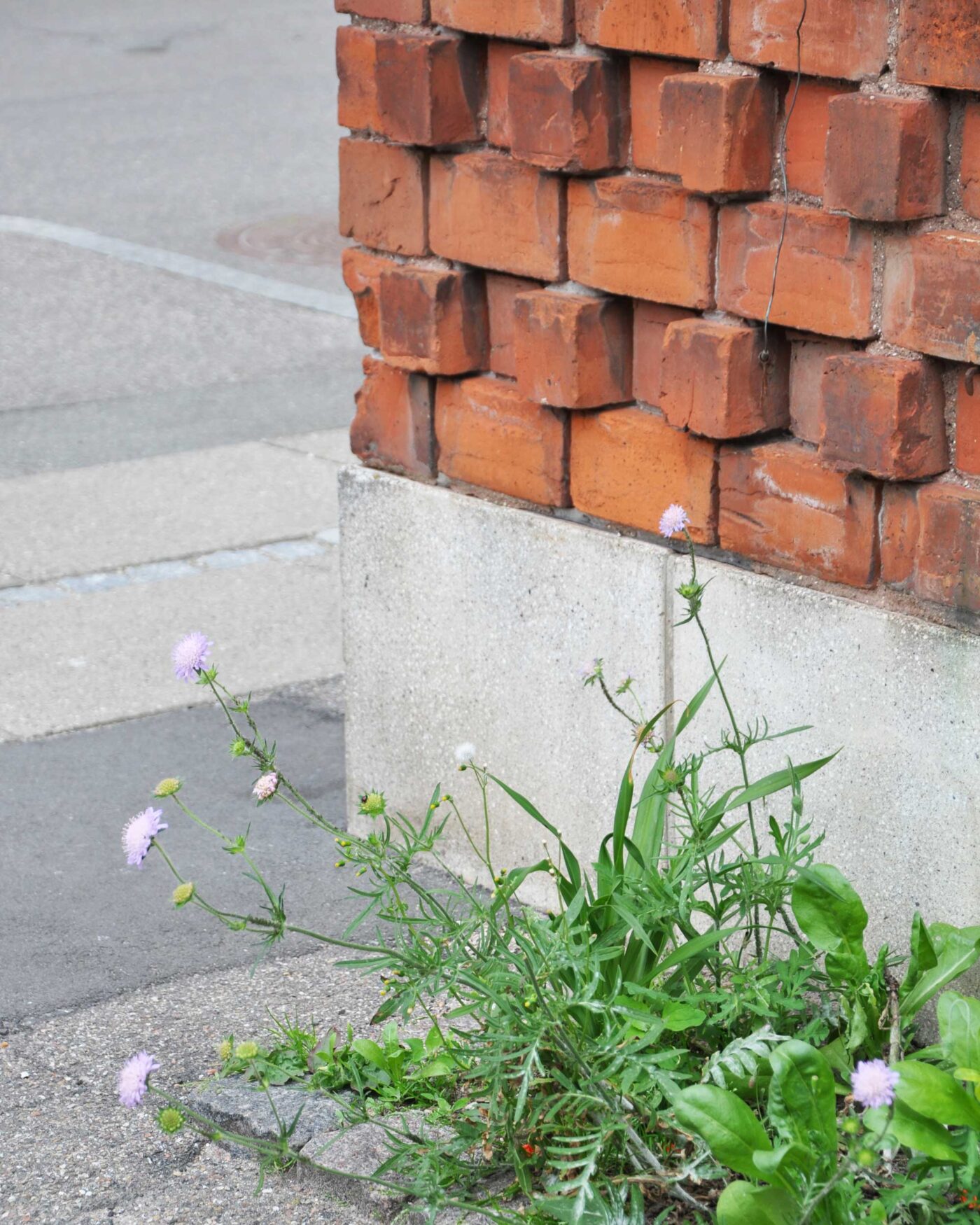 Udsnit af Møllehuset som har inspireret forbandt på plinten